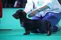 Crufts_dachshunds 182